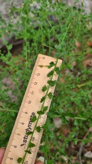 Platysace clelandii