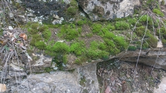 Tortella