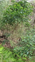 Glochidion ferdinandi