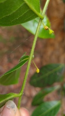 Glochidion ferdinandi