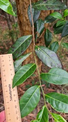 Glochidion ferdinandi