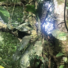 Anthurium schlechtendalii