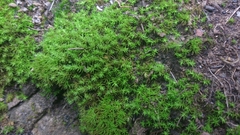 Tortella