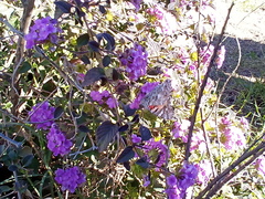 Vanessa cardui