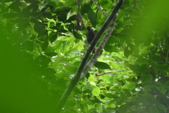 Indicator maculatus