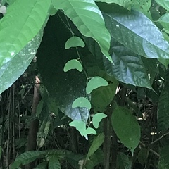 Decaloba