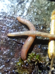 Eisenia fetida
