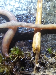 Eisenia fetida