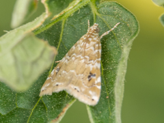 Hellula