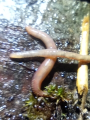 Eisenia fetida