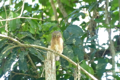 Glaucidium sjostedti