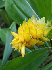 Costus comosus