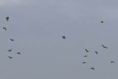 Brotogeris cyanoptera