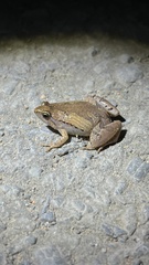 Microhyla