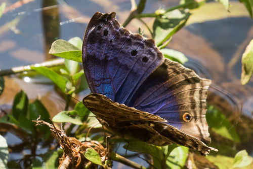 Eastern Blue Mother-of-Pearl
