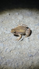 Microhyla