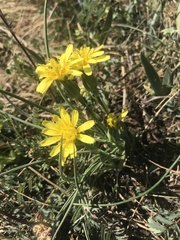 Takhtajaniantha austriaca