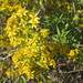 Willow Ragwort - Photo (c) kibuyu, some rights reserved (CC BY-NC-SA)