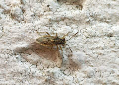 Brachycarenus tigrinus