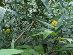 Costus comosus