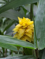 Costus comosus