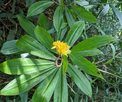Costus comosus