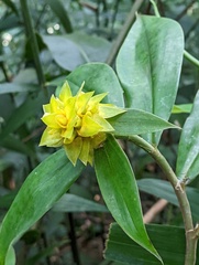 Costus comosus