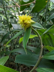 Costus comosus