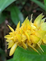 Costus comosus