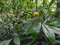 Costus comosus