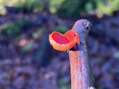 Sarcoscypha coccinea