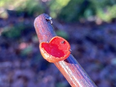Sarcoscypha coccinea