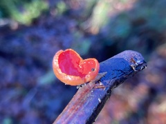 Sarcoscypha coccinea