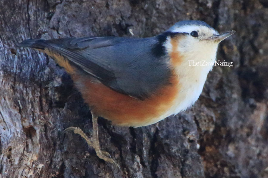 White-browed Nuthatch (Birds of Myanmar (Burma)) · iNaturalist