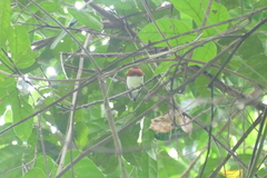 Platysteira castanea