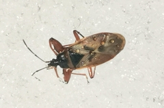 Gastrodes abietum