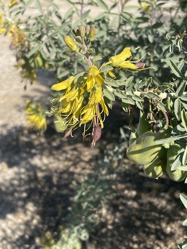 iNaturalist observation photo of Bladderpod