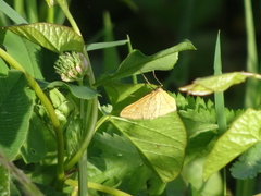 Sitochroa verticalis