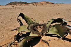 Welwitschia mirabilis image