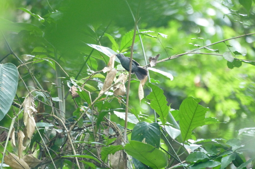 iNaturalist image