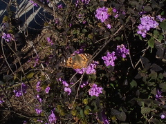 Vanessa cardui
