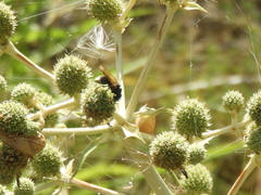 Brachygastra lecheguana