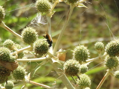 Brachygastra lecheguana