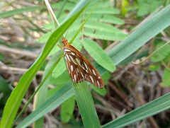 Dione vanillae