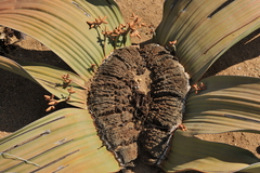 Welwitschia mirabilis