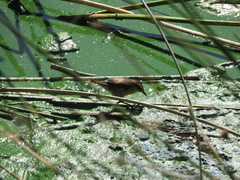 Phleocryptes melanops