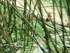 Phleocryptes melanops