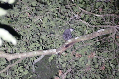 Himantornis haematopus