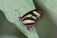 Eresia