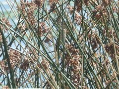 Phleocryptes melanops